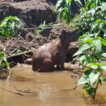 capivara