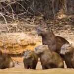 capivara
