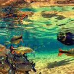 Bonito Ecotourism mergulho 1