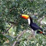 tucano