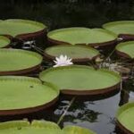 vitoria regia