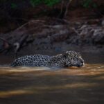 Amazon Jungle & Nature Experience onça atravessando rio